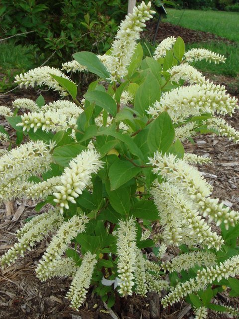 Clethra alnifolia